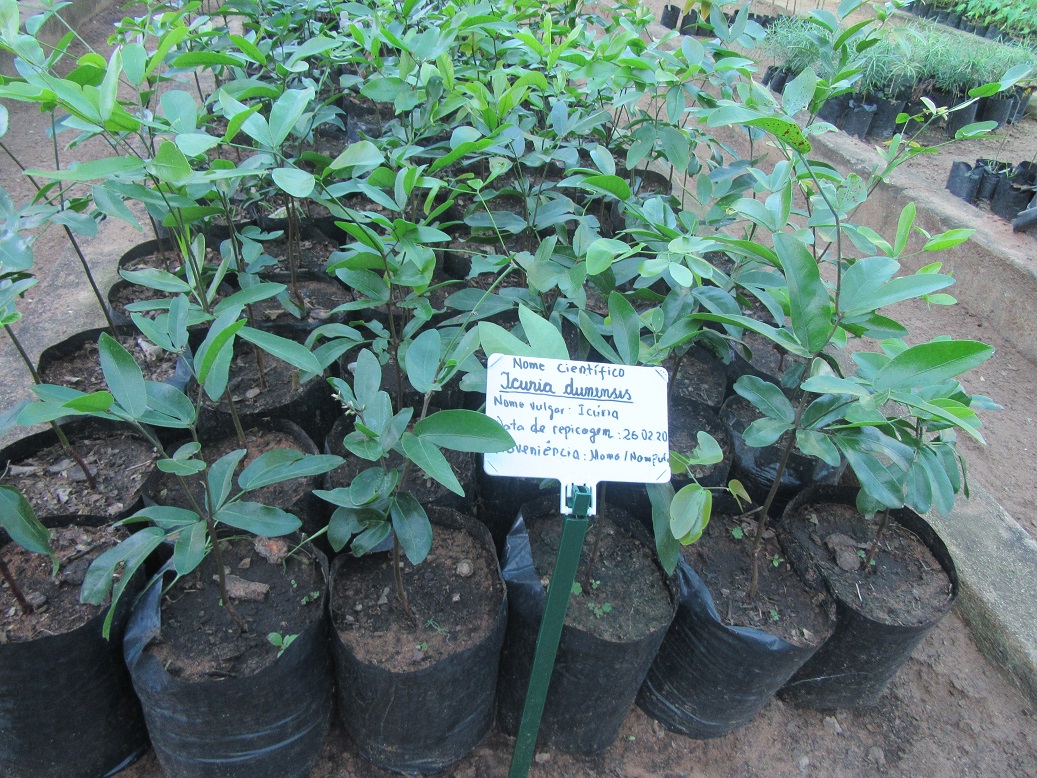 6 rows of Icuria dunensis saplings, each sapling in an individual round planter